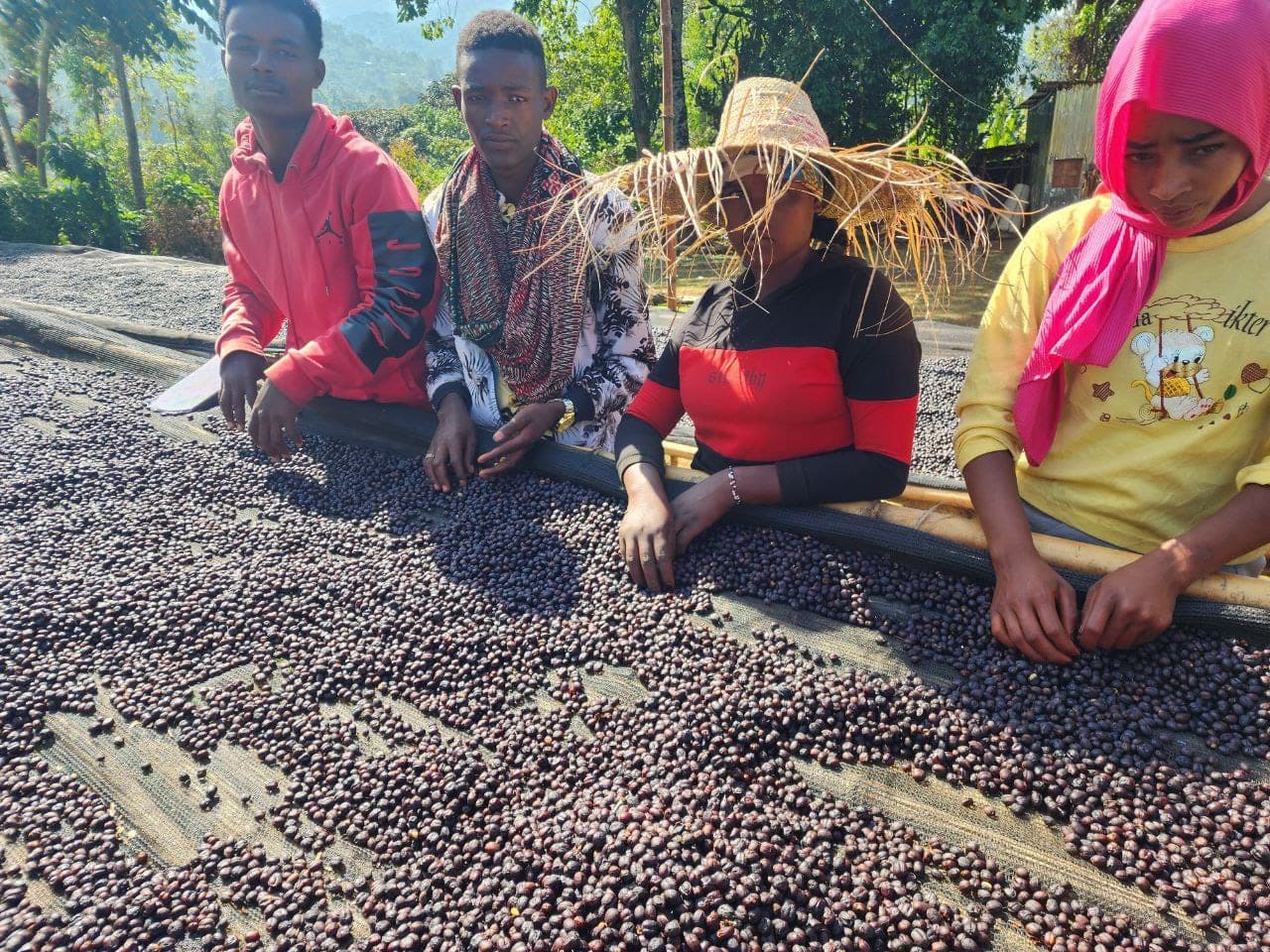 Coffee processing station with washing channels in West Arsi, Ethiopia